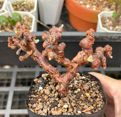 Pelargonium mirabile seeds