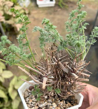 Pelargonium crassipes seeds