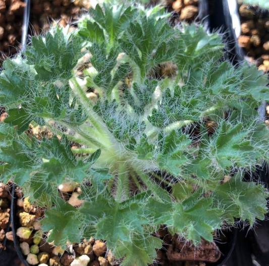 Pelargonium caroli-henrici seeds