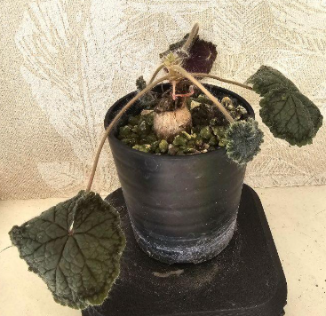 Pelargonium barklyi seeds