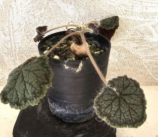 Pelargonium barklyi seeds