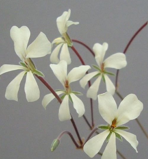Pelargonium flavidum seeds