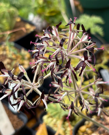 Pelargonium auritum seeds
