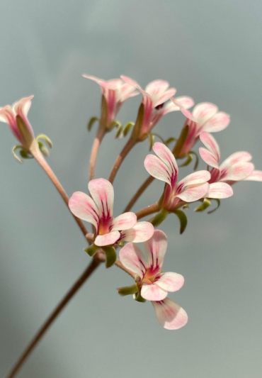 Pelargonium gracillimum seeds