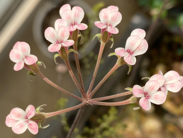 Pelargonium gracillimum seeds