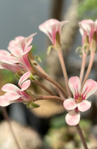Pelargonium gracillimum seeds