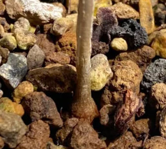 Boswellia papyrifera seeds
