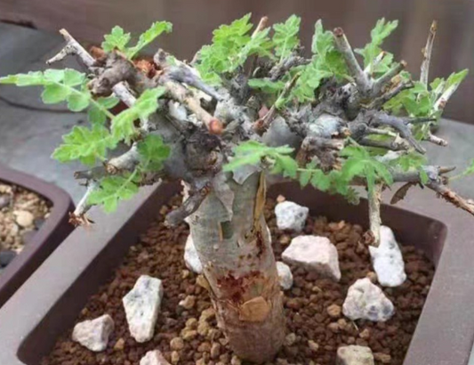 Boswellia rivae seeds