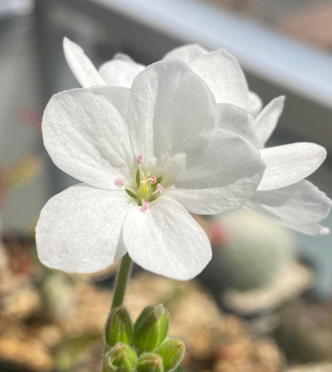 Pelargonium cotyledonis seeds