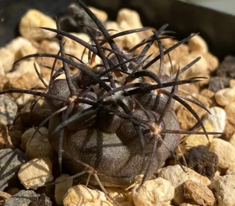 Copiapoa griseoviolacea seeds