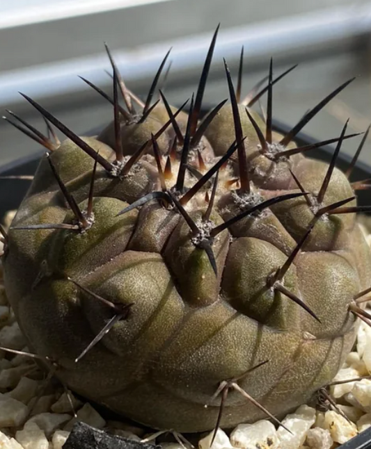 Copiapoa cinerea seeds
