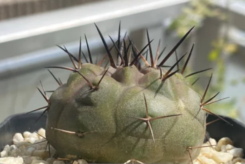 Copiapoa cinerea seeds