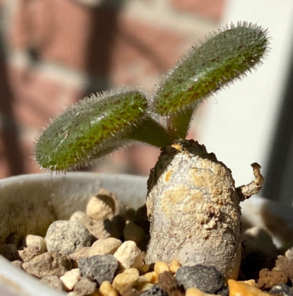 Tylecodon nolteei seeds