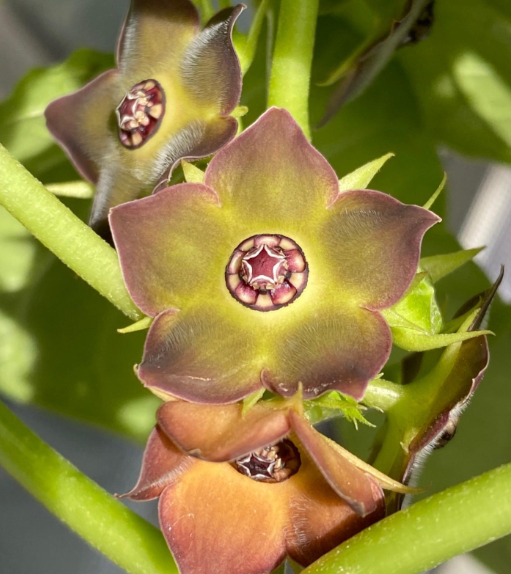 Matelea cyclophylla seeds
