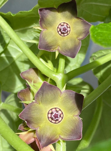 Matelea cyclophylla seeds