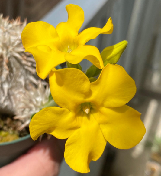 Pachypodium tackyi seeds