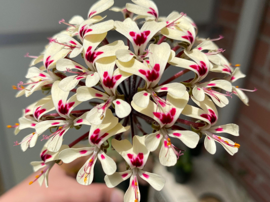 Pelargonium moniliforme seeds