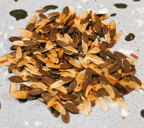 Beiselia mexicana seeds