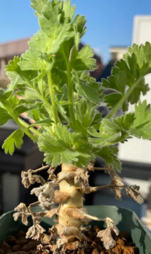 Pelargonium fulgidum seeds