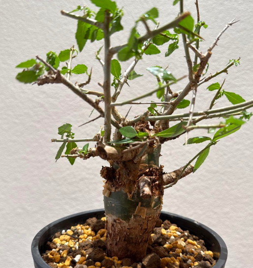 Commiphora habessinica seeds