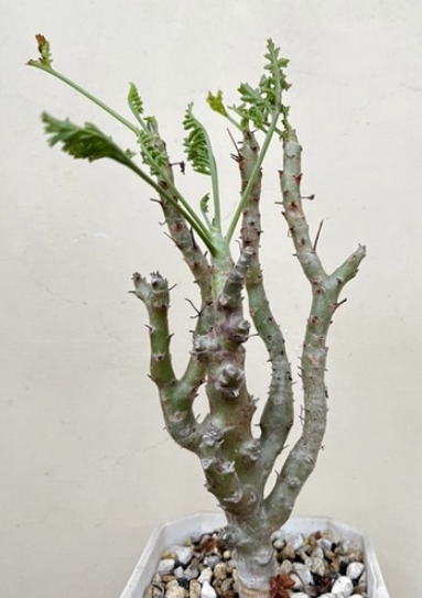 Pelargonium laxum seeds