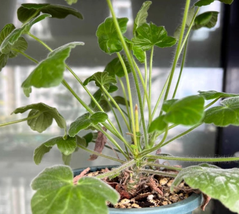 Pelargonium quinquelobatum seeds