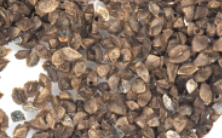 Bulbine natalensis seeds