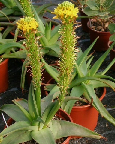 Bulbine natalensis seeds