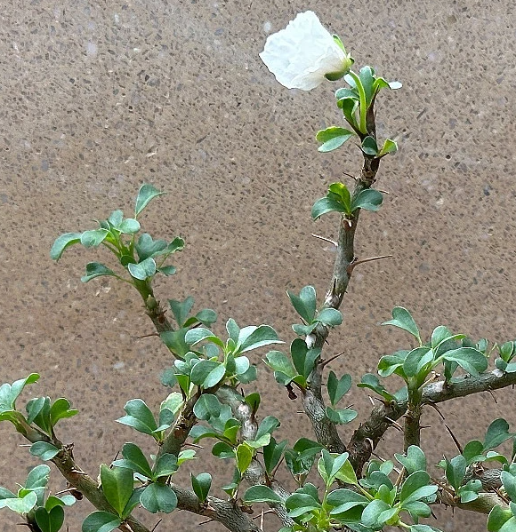 Monsonia vanderietiae seeds