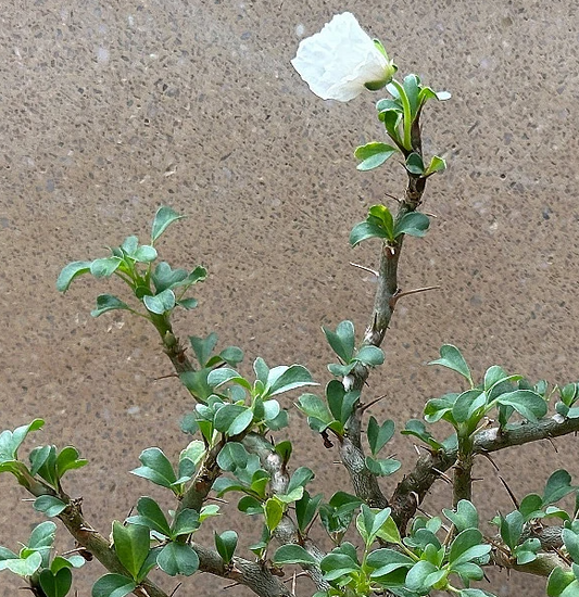 Monsonia vanderietiae seeds