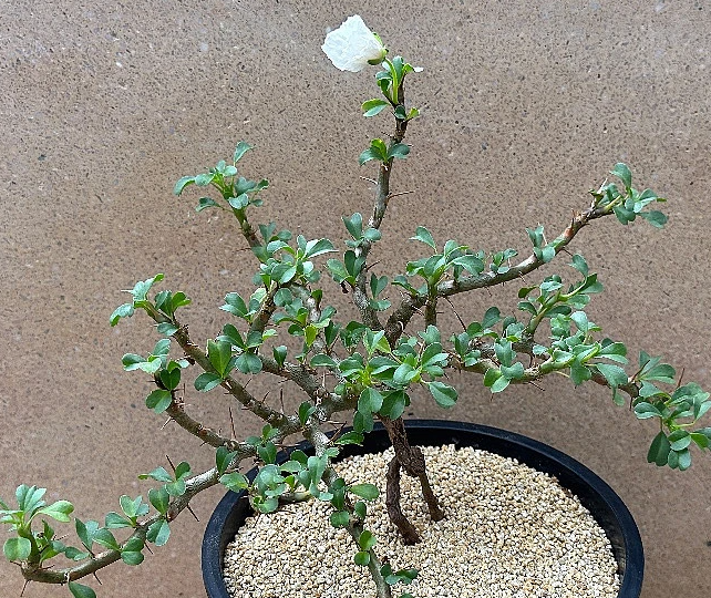 Monsonia vanderietiae seeds