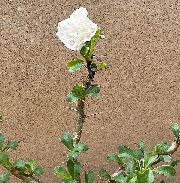 Monsonia vanderietiae seeds