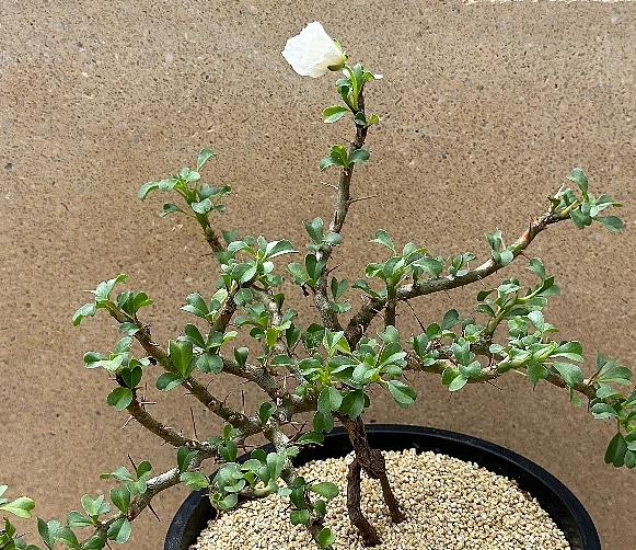 Monsonia vanderietiae seeds