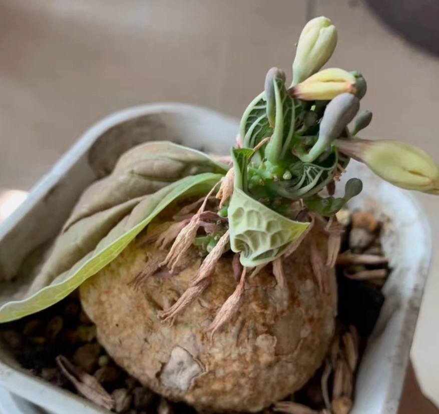 Adenia ovata seeds