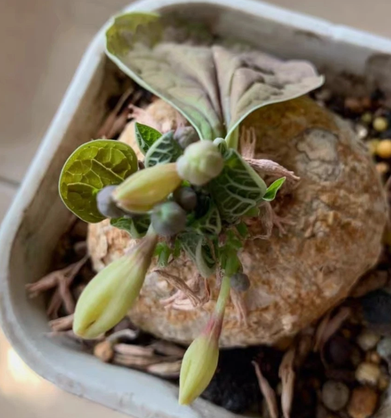 Adenia ovata seeds