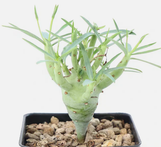 Euphorbia etuberculosa seeds