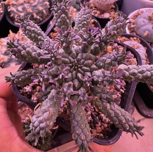 Euphorbia ramiglans seeds