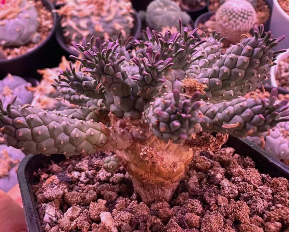 Euphorbia ramiglans seeds