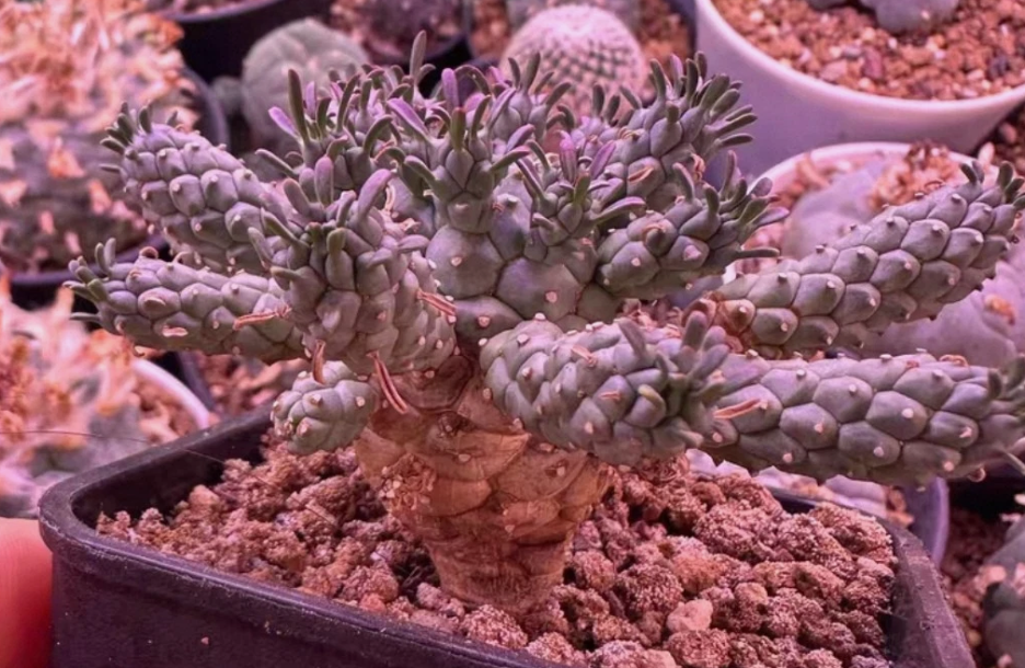 Euphorbia ramiglans seeds