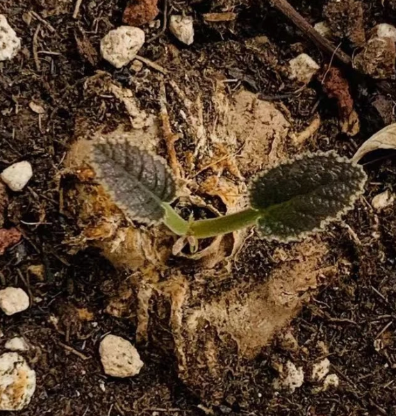 Dorstenia ellenbeckiana seeds