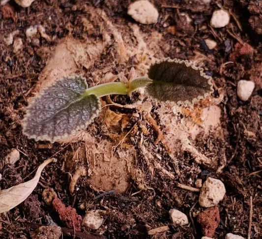 Dorstenia ellenbeckiana seeds