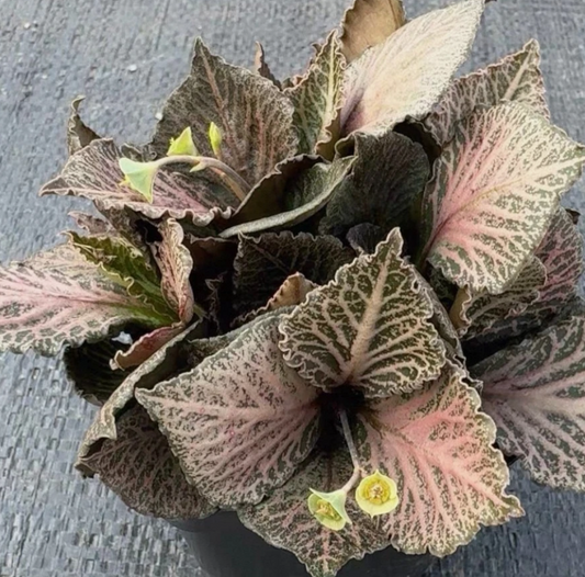 Euphorbia francoisii seeds