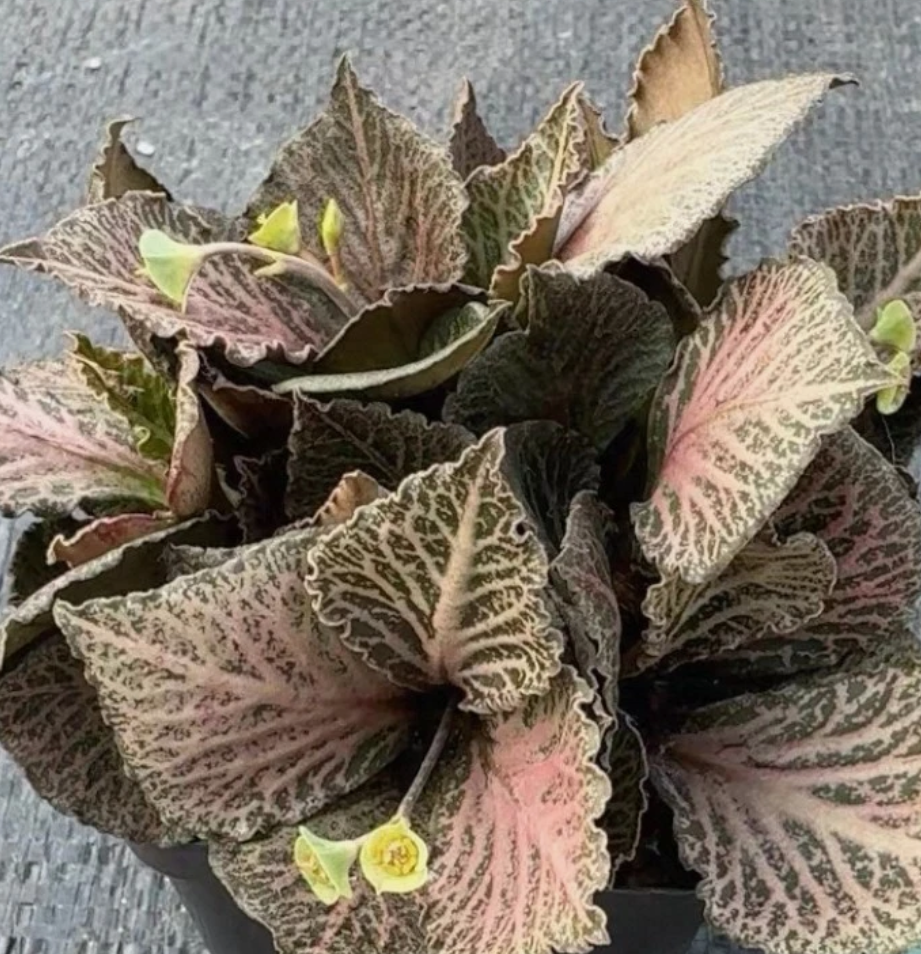 Euphorbia francoisii seeds