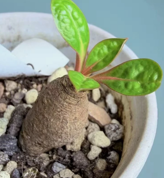 Euphorbia ecklonii seeds