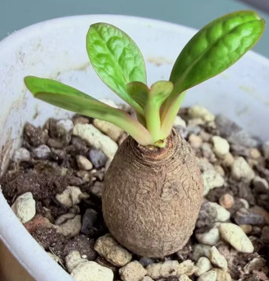 Euphorbia ecklonii seeds