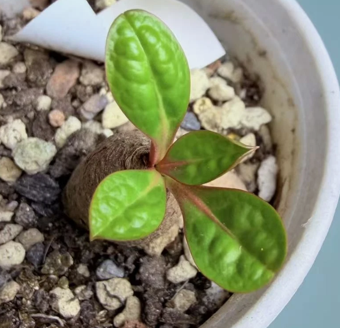 Euphorbia ecklonii seeds