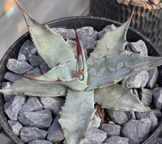 Agave parrasana seeds