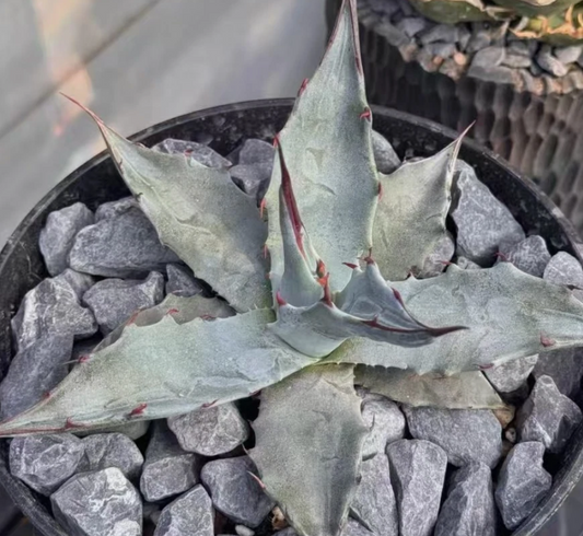 Agave parrasana seeds