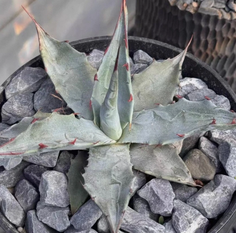 Agave parrasana seeds
