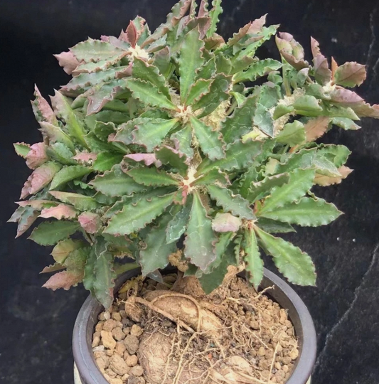 Euphorbia decaryi seeds